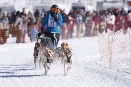 Lenk 2013